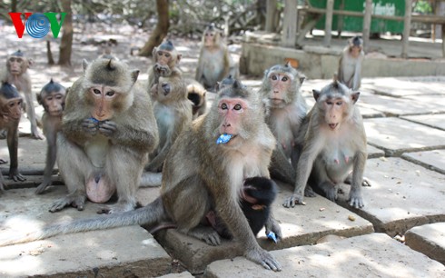 Natural beauty of Can Gio primeval mangrove forest  - ảnh 4